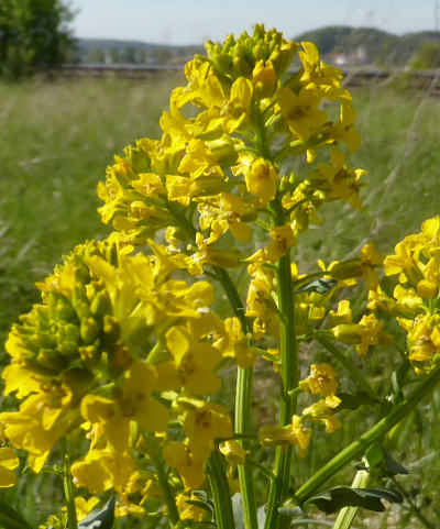 barbarea vulgaris