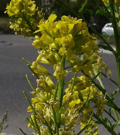 barbarea vulgaris