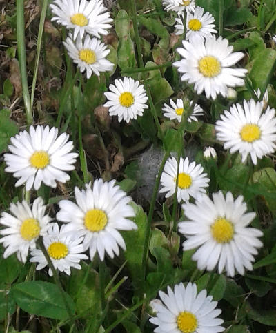 bellis perennis