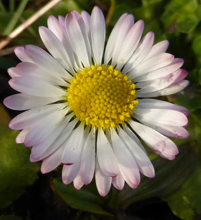 bellis perennis