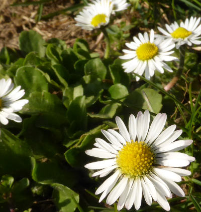 bellis perennis