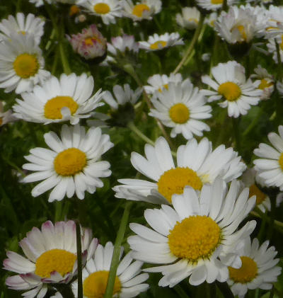 bellis perennis