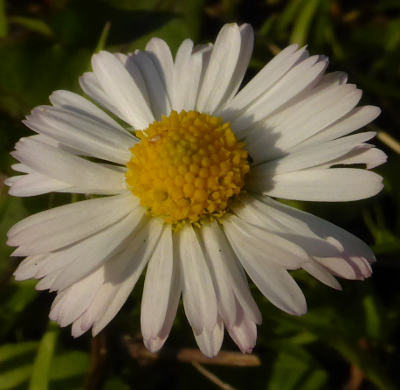 bellis perennis