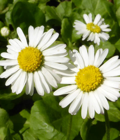 bellis perennis