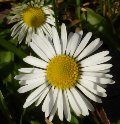 bellis perennis