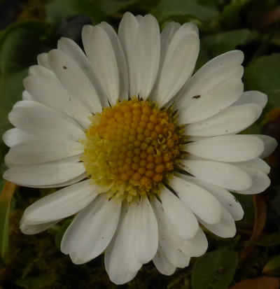 bellis perennis