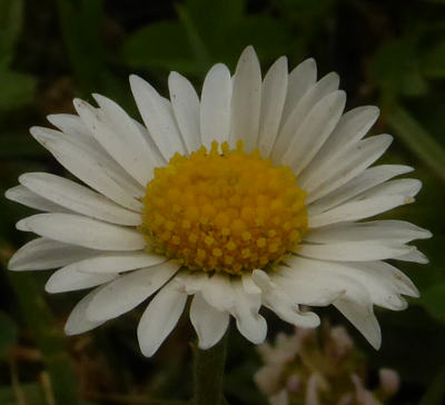 bellis perennis