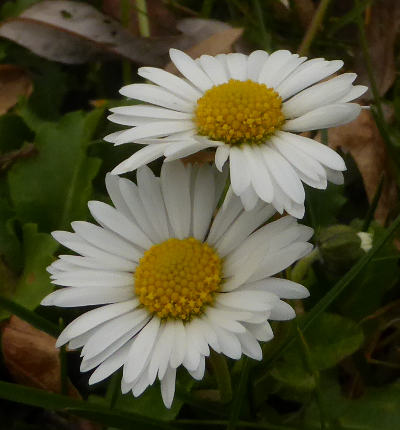 bellis perennis