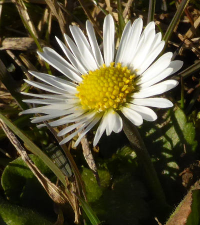 Gänseblümchen