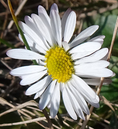 bellis perennis