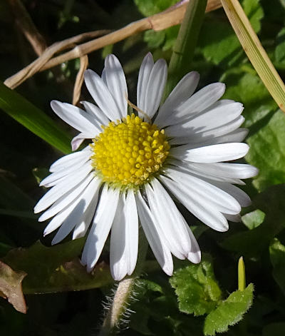 bellis perennis