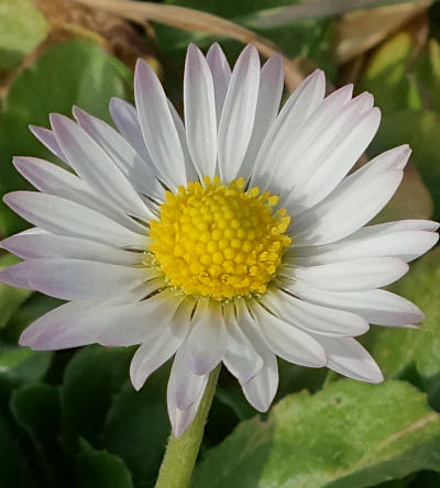 bellis perennis