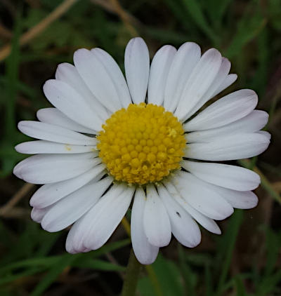 bellis perennis