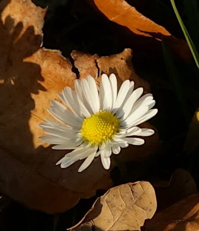 bellis perennis