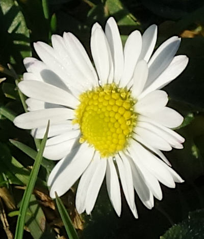 bellis perennis