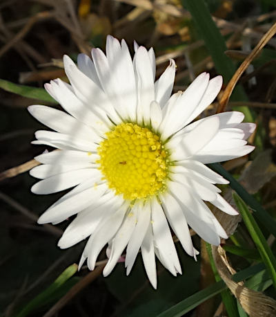 bellis perennis