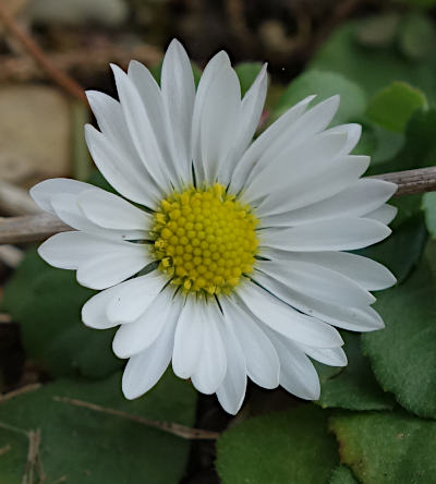 bellis perennis