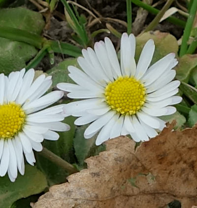 bellis perennis