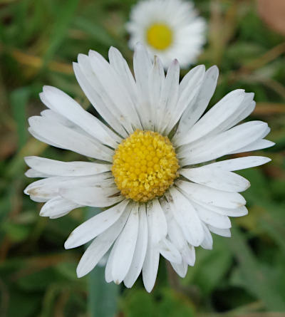 bellis perennis