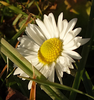 bellis perennis