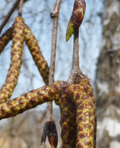 betula pendula