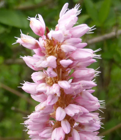 bistorta officinalis