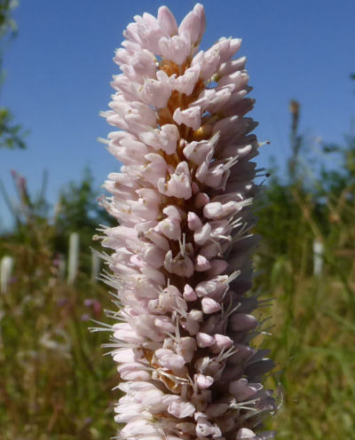 bistorta officinalis