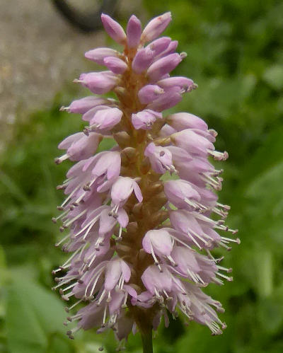 bistorta officinalis