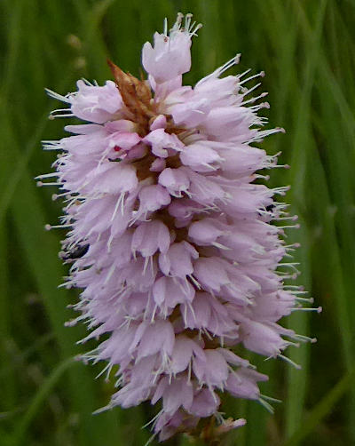 bistorta officinalis