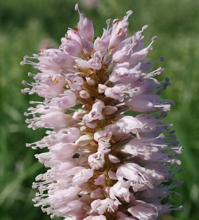 bistorta officinalis