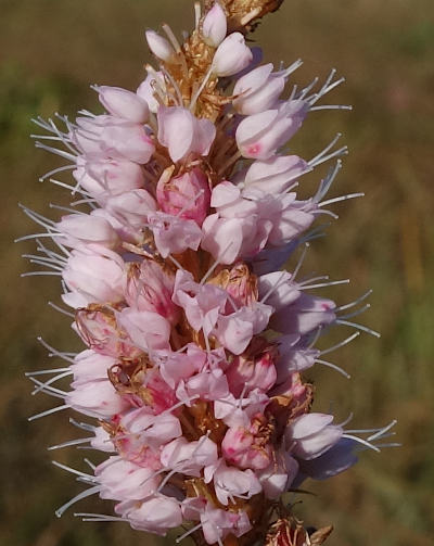 bistorta officinalis