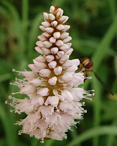 bistorta officinalis