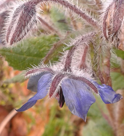 borago officinalis