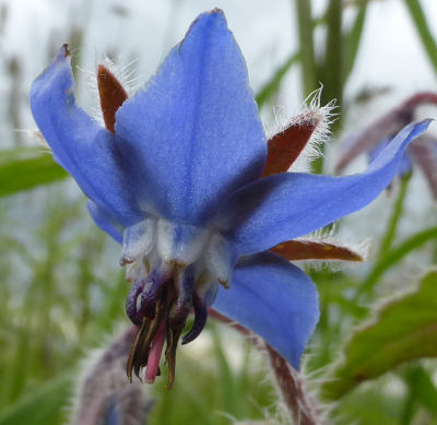 borago officinalis