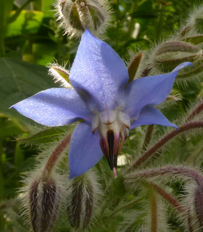 borago officinalis