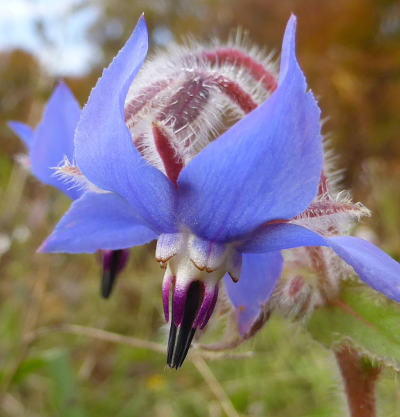 borago officinalis