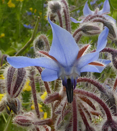 borago officinalis