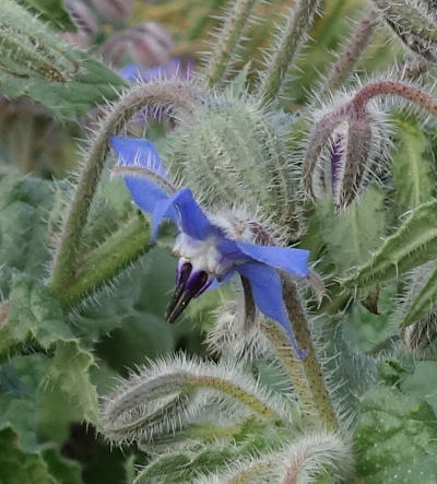 borago officinalis