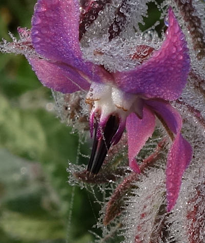 borago officinalis