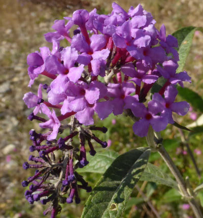 buddleja davidii