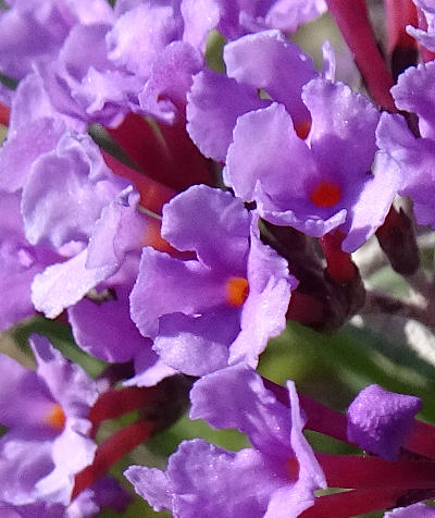 buddleja davidii