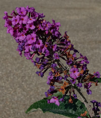 buddleja davidii