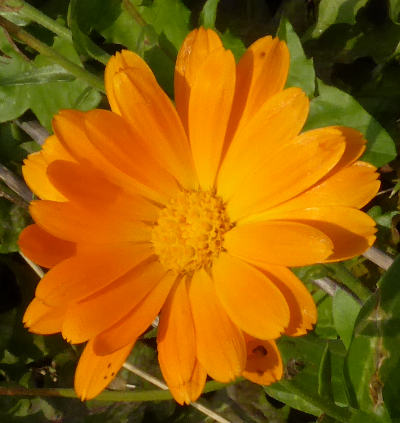 calendula officinalis