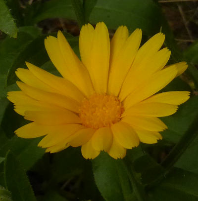 calendula officinalis