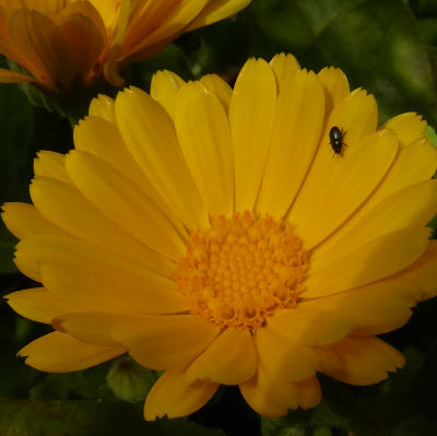 calendula officinalis