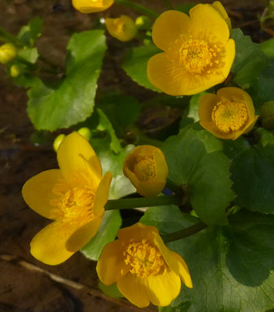 caltha palustris