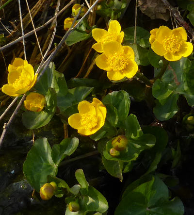 caltha palustris