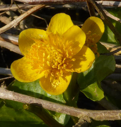 caltha palustris