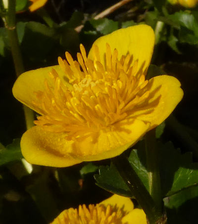 caltha palustris