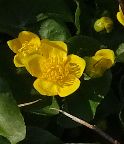 caltha palustris